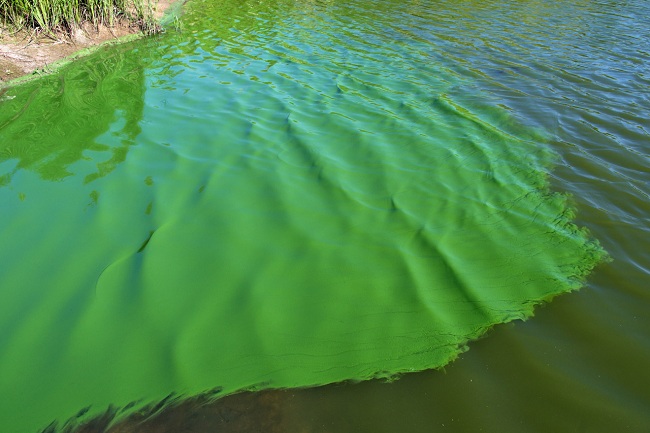 tảo xanh trong ao nuôi