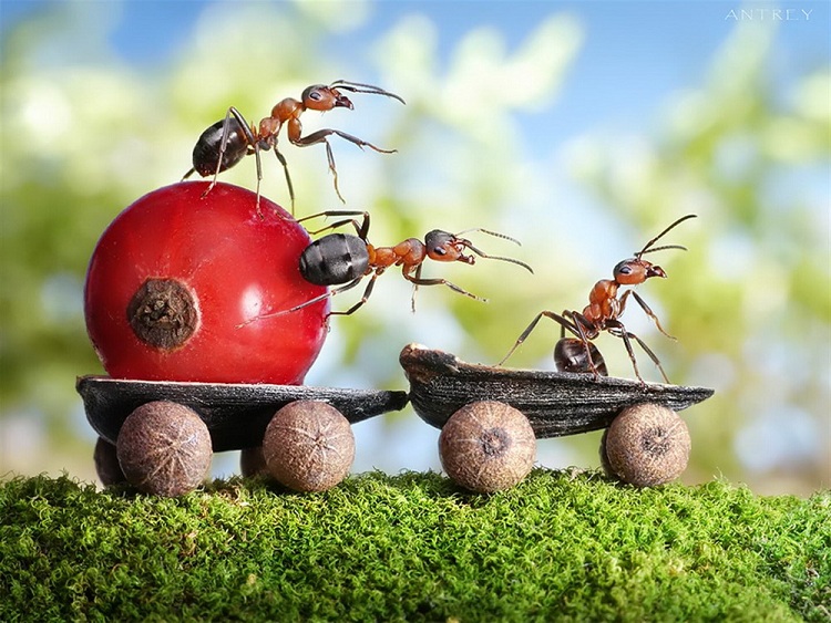 Bộ ảnh về cuộc sống loài kiến của nhiếp ảnh gia Andrey Pavlov