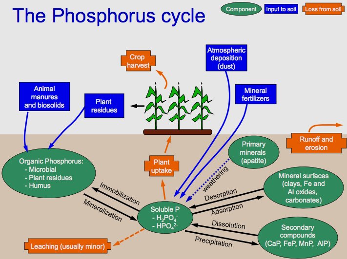 Chu trình chuyển hóa tự nhiên của phot-pho, tác động của con người, và cách giải quyết.