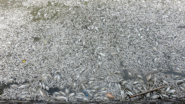 [Tin trong nước] Cảnh tượng cá chết phủ trắng Hồ Tây