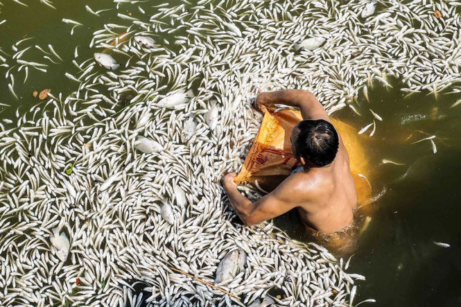 [Tin trong nước] Hà Nội đã gom 200 tấn cá chết ở Hồ Tây