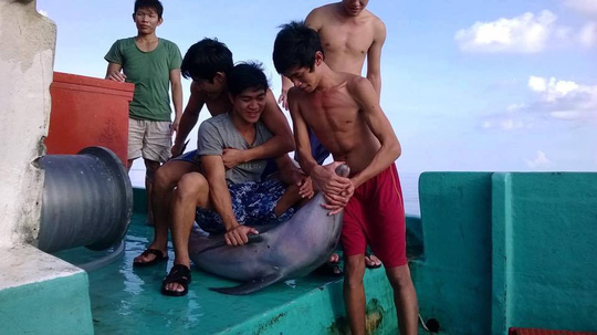 [Tin trong nước] Truy tìm nhóm ngư dân sát hại cá heo ở Phú Quốc