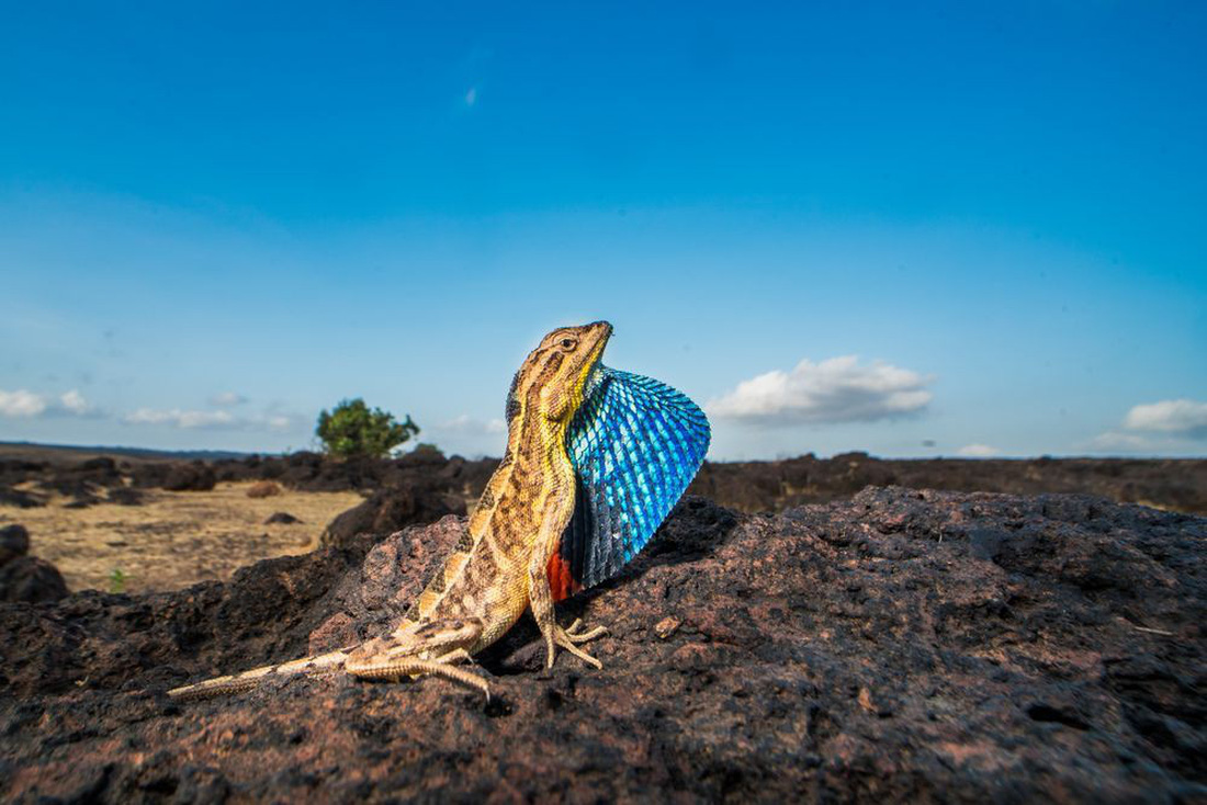 Những bức ảnh tuyệt đẹp về động vật từ cuộc thi ảnh du lịch NatGeo 14