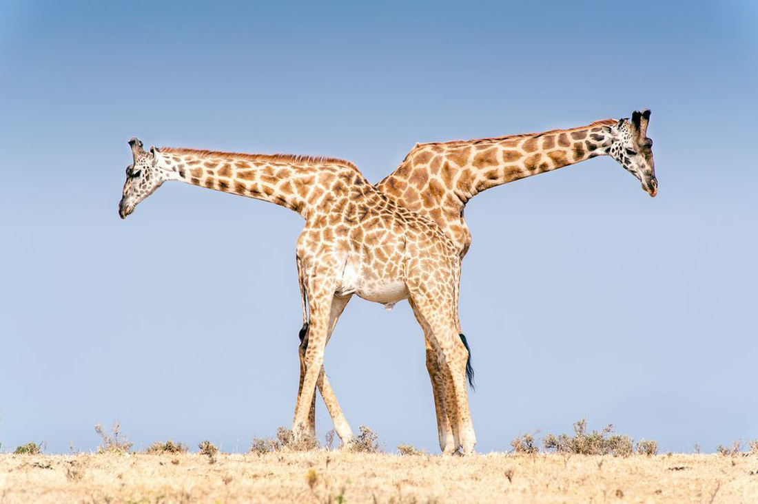 Những bức ảnh tuyệt đẹp về động vật từ cuộc thi ảnh du lịch NatGeo 5