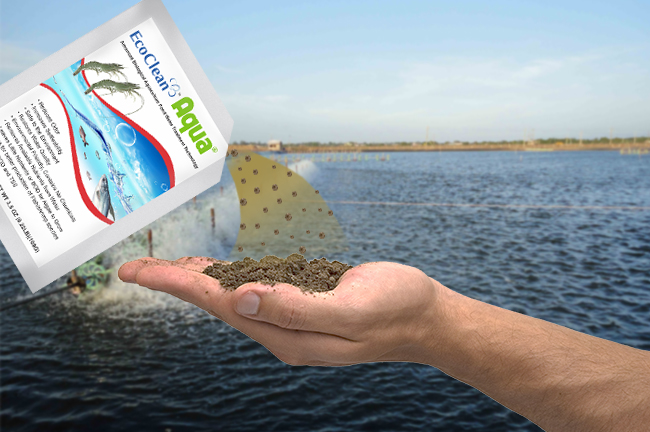 chế phẩm vi sinh xử lý tảo trong ao nuôi tôm EcoClean Aqua