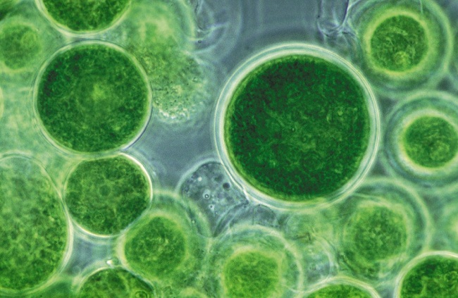 Biện pháp quản lý tảo độc trong ao nuôi tôm hiệu quả