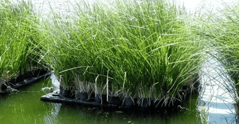 Công nghệ xử lý nước thải chăn nuôi bằng thực vật