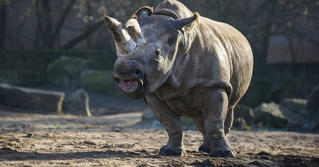 Sudan - Chú tê giác trắng Châu Phi đực cuối cùng đã chết