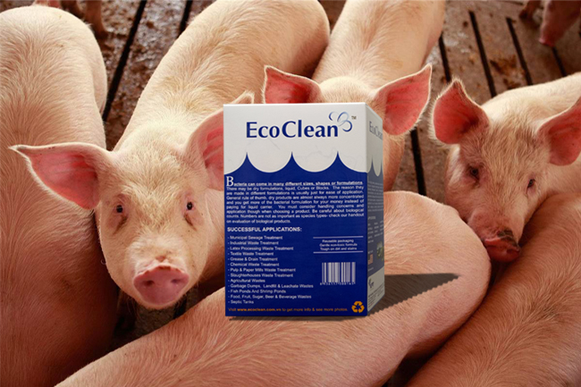 Vi sinh xử lý nước thải trang trại chăn nuôi - EcoCleanTM 501